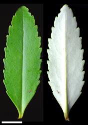 Veronica catarractae. Leaf surfaces, adaxial (left) and abaxial (right). Scale = 10 mm.
 Image: P.J. Garnock-Jones © P.J. Garnock-Jones CC-BY-NC 3.0 NZ